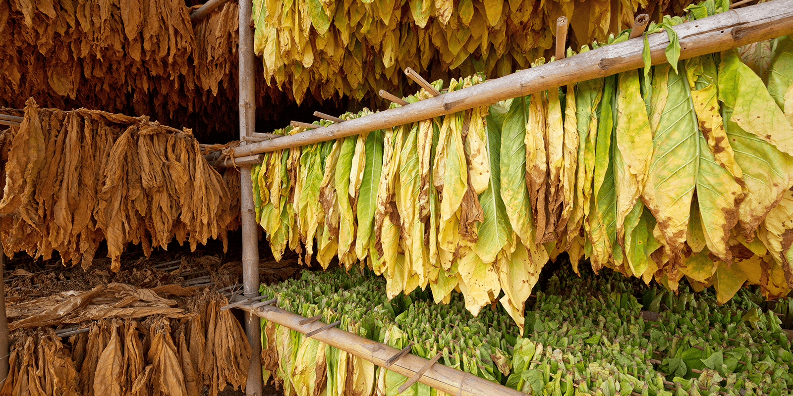 LEAF AND CUT RAG MANUFACTURING